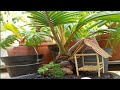 COCONUT TREE MINIATURE || MAME BONSAI KELAPA