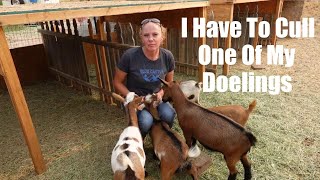DRYING UP THE MILKERS, BAD NEWS & THE DOELINGS JOIN THE HERD