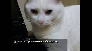 1 марта в России отмечают Всемирный, или Международный день кошек 1 марта в России отмечают Всемирный, или Международный день кошек