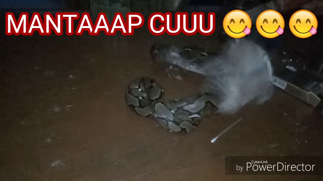 proses ular makan burung geraja mantaaap 