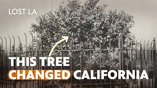 How California’s Famous Orange Tree Sparked a Citrus Boom  | Lost LA