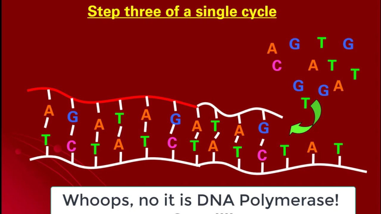 Анализ ДНК с мест преступлений