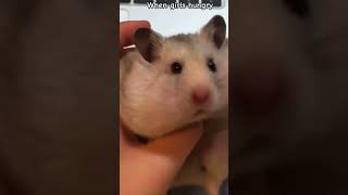 #edit #girls #hungry #memes #funny #comedy