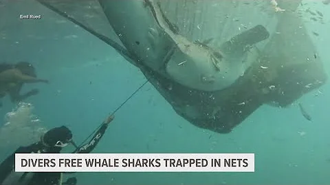 Divers rescue five whale sharks trapped in fishing nets