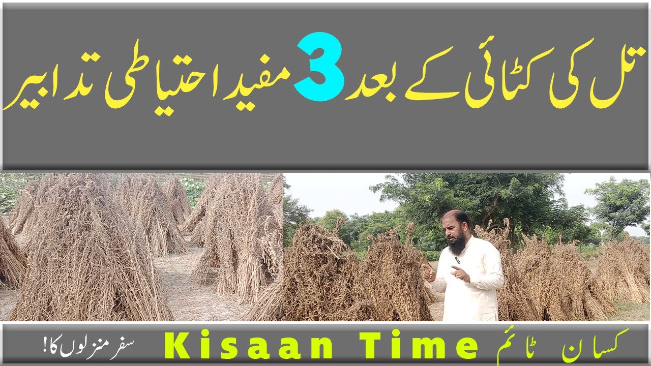 Tilli ki katai Tili ki kasht Till ki katai ka waqt  تلی کی کٹائی کے وقت احتیاط Kisaan Time کسان ٹائم