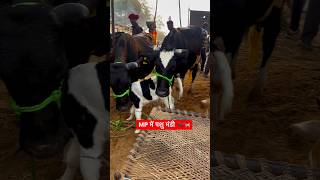 MP में पशु मंडी 🐃🐄 #cow #minivlog #youtubeshorts #trending #dairyfarming #kisan #milkfed
