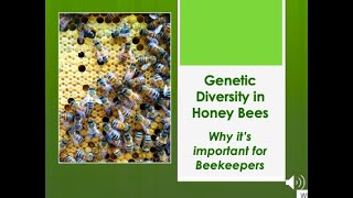 Genetic Diversity in Honey Bees: Why it’s important for Beekeepers