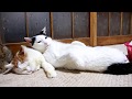 しろまくら 200227
