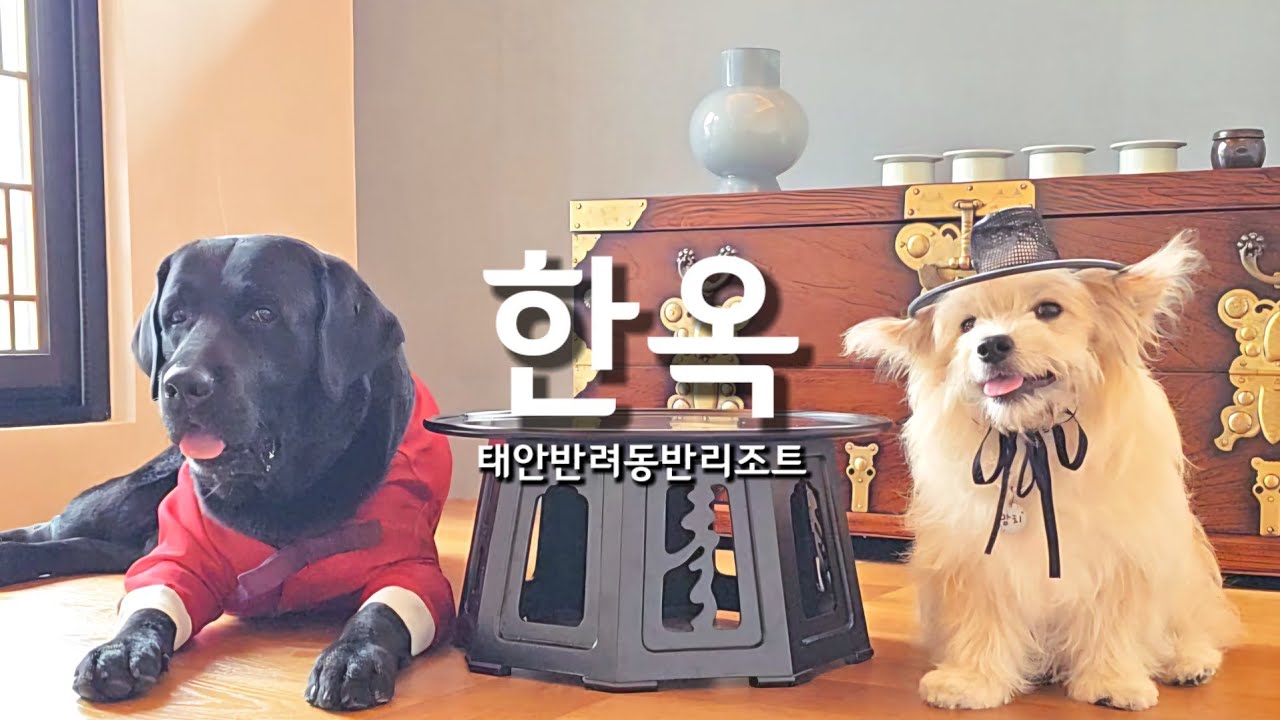 서해바다 태안 여행 / 한옥비치리조트탼 / 토르의 전생 체험