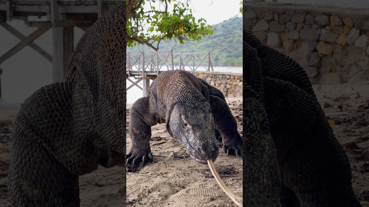 The World's Deadliest Lizard in Action!