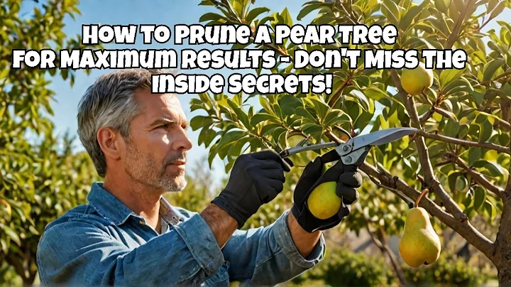 How to Prune a Pear Tree for Maximum Results  - Don't Miss the Inside Secrets!