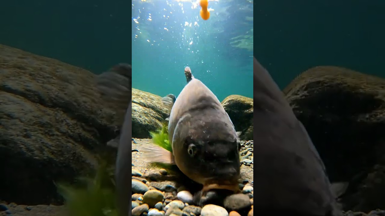 🤯 Bream FISHING SECRET REVEALED! 🎣 This RIG NEVER FAILS!