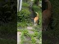 퍼스널컬러 그린 숲속의 고양이
