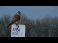 American kestrel falco sparverius  perched