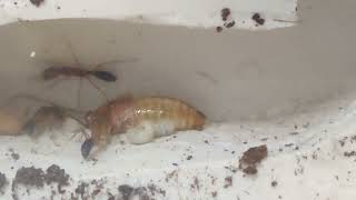 HARPEGNATHOS SALTATOR кушают таракана. Туркменский таракан для муравьёв. Формикарий своими руками.