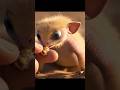 “This Tiny Creature Is TOO Cute 🥹💛 | Viral Shorts”#shorts #shortvideo #short