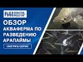 Стартап аквафермы по разведению арапаймы в Тульской области