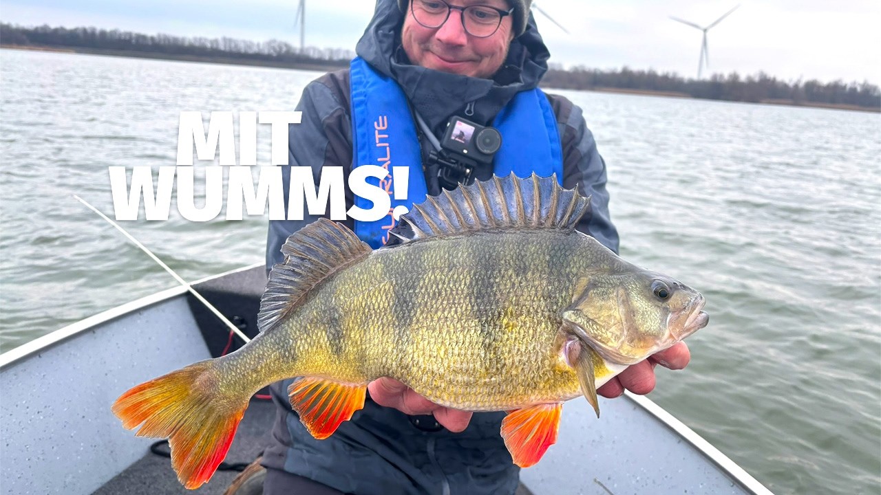 KLAMODDE beim ERSTEN VERSUCH: GROßE BARSCHE im WINTER - Fang mal was
