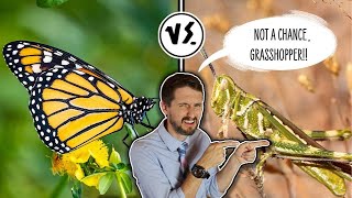 Download lagu Why Butterflies Are BETTER Than Grasshoppers!