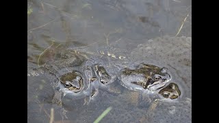 Kikkers en kikkerdril kikkereitjes Frogs and Frogspawn frogeggs