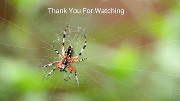 #macro #photography #carlosmarabillo #tutorial My First Macro Shots/Apexel 12x - 24x Macro Lens