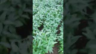 Soyabin / Soyabean crop plot farm after 60 days