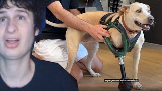 How 3D Printing Changed This Dog's Life! | Reaction!
