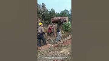 Manually Shoulder Carrying Heavy Log To Load Truck !