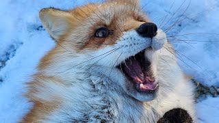 Foxes first snow day of 2024! Animal care taker Merri wakes up the foxes! by SaveAFox 55,273 views 1 month ago 4 minutes, 23 seconds