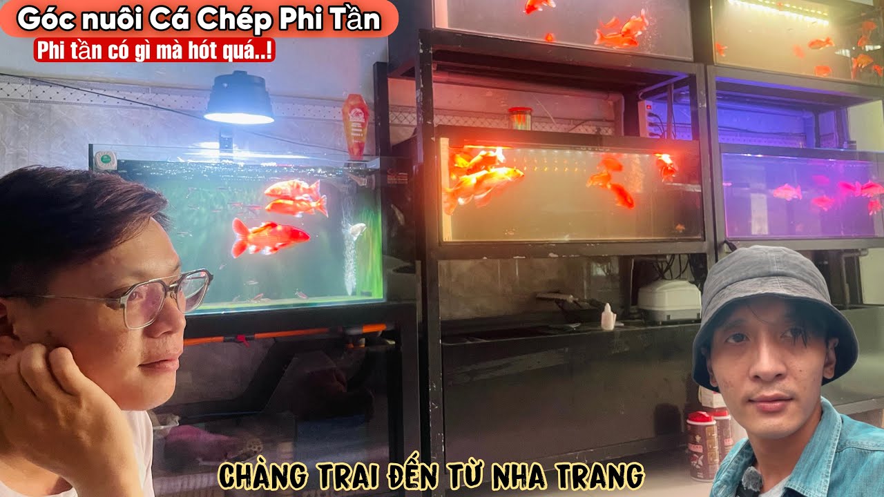 Góc nuôi Cá Chép phi tần đam mê của chàng trai Nha Trang - Thái Salem vê lốc