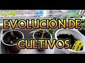 Evolución De Los Cultivos/Semilleros Caseros/Como Hacer Semilleros Caseros/Mi huerto en el balcón