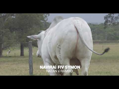 LOTE 03F - SYMON (NATAN x RAMBO)