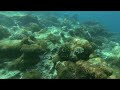 Snorkeling with the Turtle in Ukulhas, Maldives