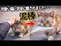 【釣り】可愛い猫に完全に騙されました…
