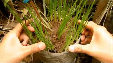 ¿Es bueno el té para las plantas?