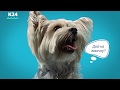 Совет ветеринара #3 У вашего пса неприятный запах изо рта?