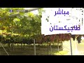 شجرة تنتج خمسة أنواع من العنب في طاجكيستان شجرة تنتج خمسة أنواع من العنب في طاجكيستان