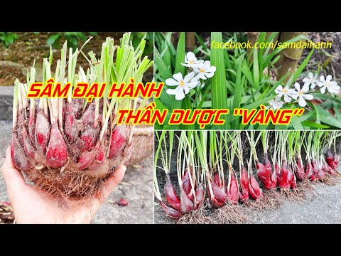 Video Thông tin về cây Sâm đại hành - Thần dược 