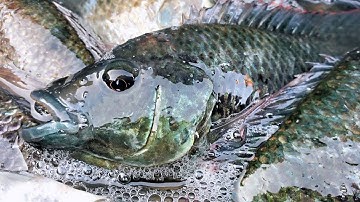 Cách Bắt Được Cá Rô Phi Biển Cực Dễ