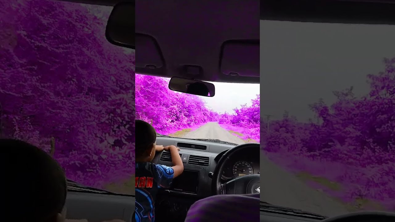 Purple Road Shortvideo
