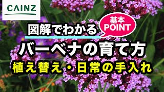 バーベナの育て方 別名 美女桜 ビジョザクラ カインズ花図鑑 Youtube