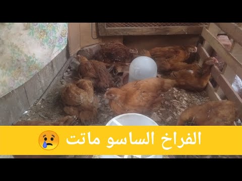 الفراخ الساسو بتموت اى السبب وهتصرف ازاى