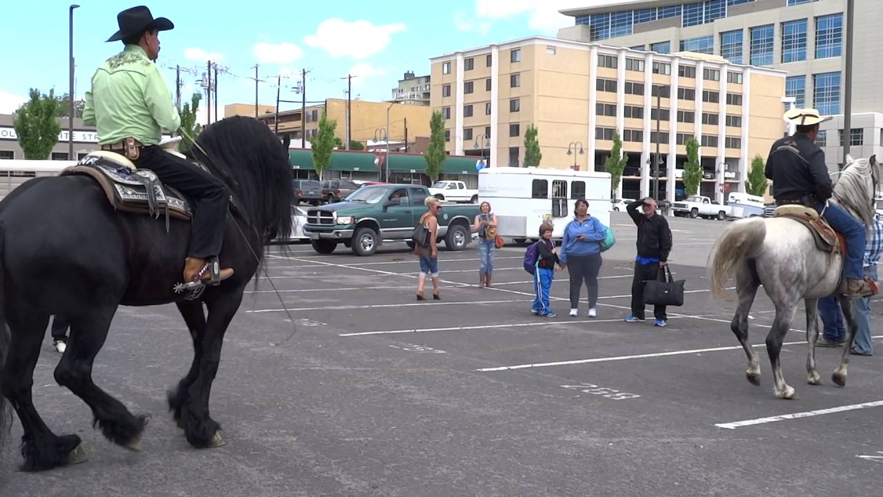 Dancing Fresian horse in Reno, after the Reno rodeo parade YouTube