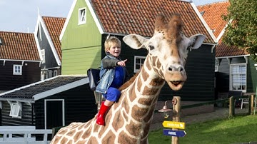 Giraffe Dikkertje Dap loopt door woonwijk
