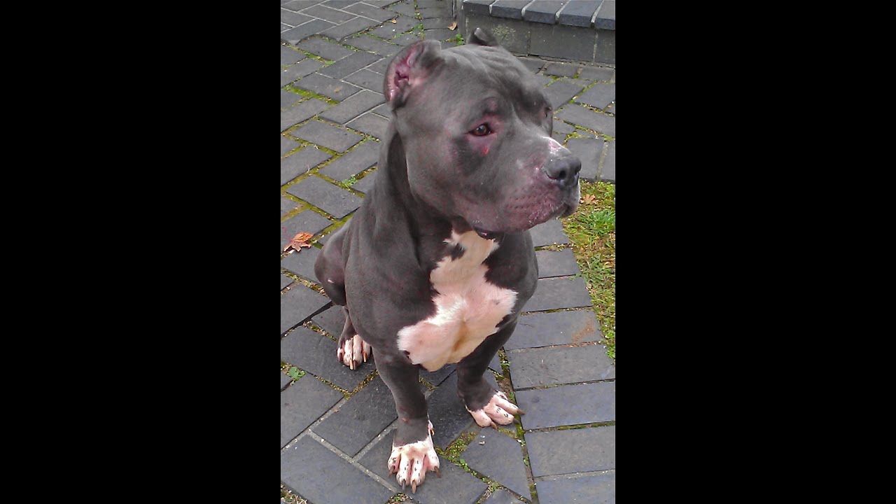 STRAY PITBULLS FIND NEW HOME YouTube