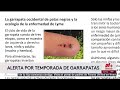 Alertan por la temporada de garrapatas y la enfermedad de Lyme, ¿qué hacer para evitarlas?