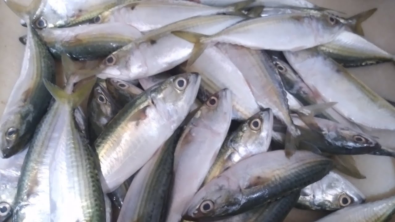 si LOLO namalingke sa dammam fish market (ofw) YouTube