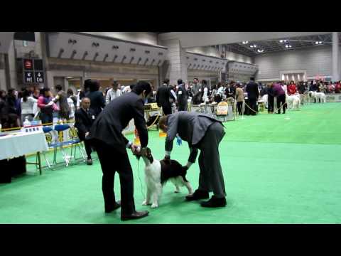 FCI Japan International Dog Show in Tokyo English ...