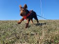 Rupert the Welsh Terrier - 3 Weeks Residential Dog Training の動画、YouTube動画。