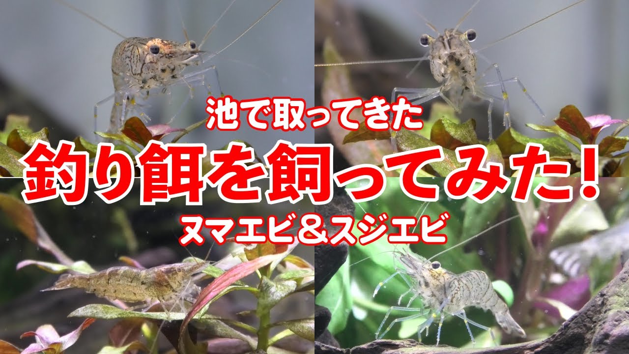 池で取った釣り餌 ヌマエビ スジエビ を水槽で飼ってみた Youtube 池で取った釣り餌 ヌマエビ スジエビ を水槽で飼ってみた Youtube